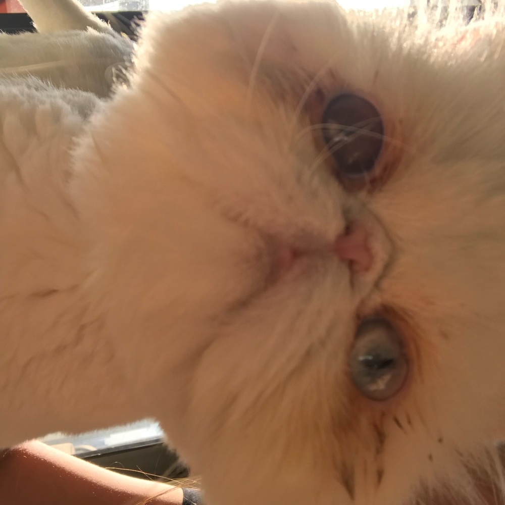 Meet your Posher, Arielle